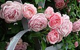 beautifull_flowers_2012_51374.jpg: 91k (2012-12-24 19:13)