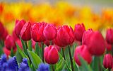 beautifull_flowers_2012_53149.jpg: 44k (2012-12-24 19:13)