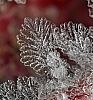 snowflakes_2012_04.jpg: 328k (2012-12-15 19:49)
