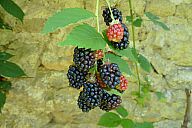 2013-09-03_drzava_p1020706.jpg: 130k (2013-09-03 15:43)