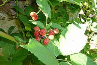 2013-09-03_drzava_p1020708.jpg: 160k (2013-09-03 15:44)