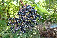 2013-09-03_drzava_p1020711.jpg: 197k (2013-09-03 15:59)