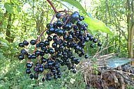 2013-09-03_drzava_p1020712.jpg: 191k (2013-09-03 15:59)