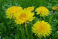 2015-05-08_jar_p1030904.jpg: 186k (2015-05-08 17:02)