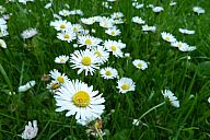 2015-05-08_jar_p1030905.jpg: 141k (2015-05-08 17:02)