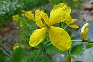 2015-05-08_jar_p1030909.jpg: 101k (2015-05-08 17:04)