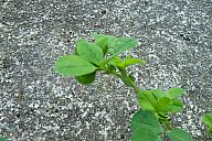 2015-05-08_jar_p1030910.jpg: 289k (2015-05-08 17:06)