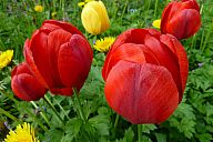 2015-05-08_jar_p1030913.jpg: 140k (2015-05-08 17:43)