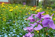 2015-05-08_jar_p1030916.jpg: 136k (2015-05-08 17:44)