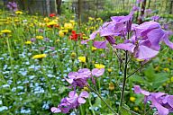 2015-05-08_jar_p1030917.jpg: 161k (2015-05-08 17:44)