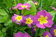 2015-05-08_jar_p1030919.jpg: 154k (2015-05-08 17:47)