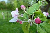 2015-05-08_jar_p1030920.jpg: 108k (2015-05-08 17:53)