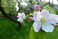 2015-05-08_jar_p1030921.jpg: 103k (2015-05-08 17:53)