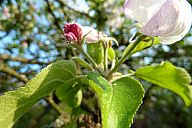 2015-05-08_jar_p1030922.jpg: 130k (2015-05-08 17:53)