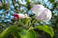 2015-05-08_jar_p1030923.jpg: 101k (2015-05-08 17:54)