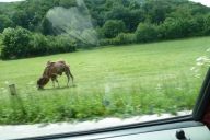 novy_zeland_a_drzava_2011_05_17_p1000452.jpg: 133k (2011-05-17 15:37)