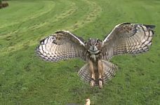 fun_owl_as_eagle.jpg: 68k (2012-02-27 10:05)