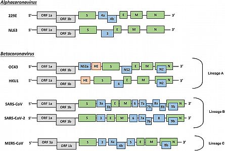 Genome_of_alfa_and_beta_coronaviruses.jpg: 93k (2021-01-11 22:15)