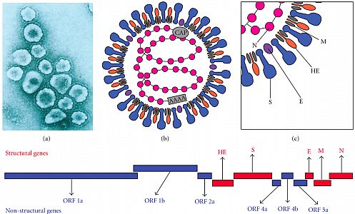 Murine_coronavirus_MHV.jpg: 548k (2021-01-12 09:46)
