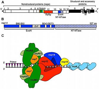 Replication-transcription_complex_for_Coronaviruses.tif.jpg: 82k (2021-01-11 21:53)